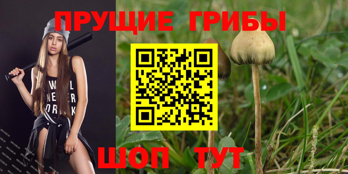 Галлюциногенные грибы Psilocybine cubensis Ипатово